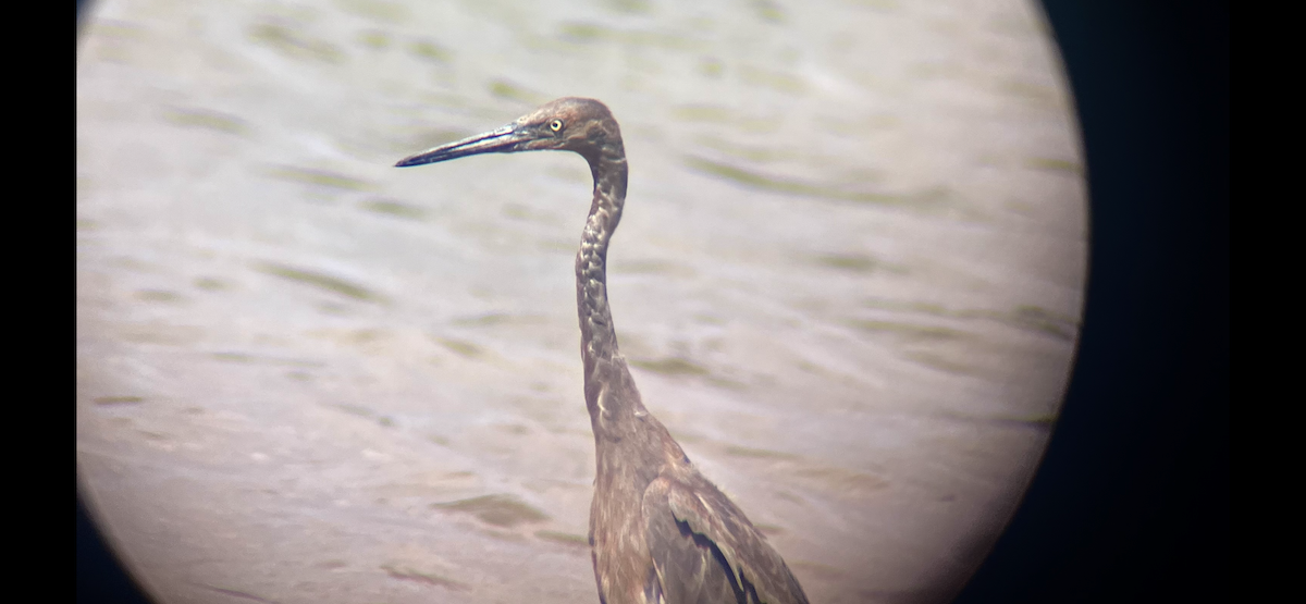 Reddish Egret - ML642351636