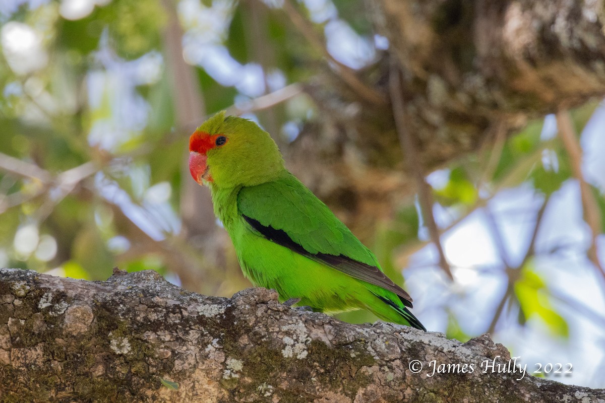 Black-winged Lovebird - ML642351638
