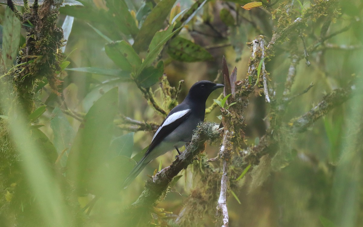 McGregor's Cuckooshrike - ML642351639