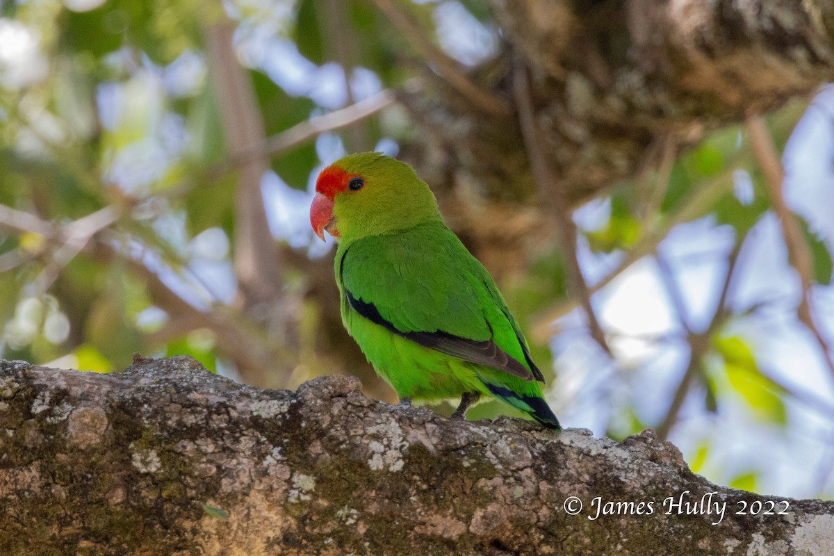 Black-winged Lovebird - ML642351641