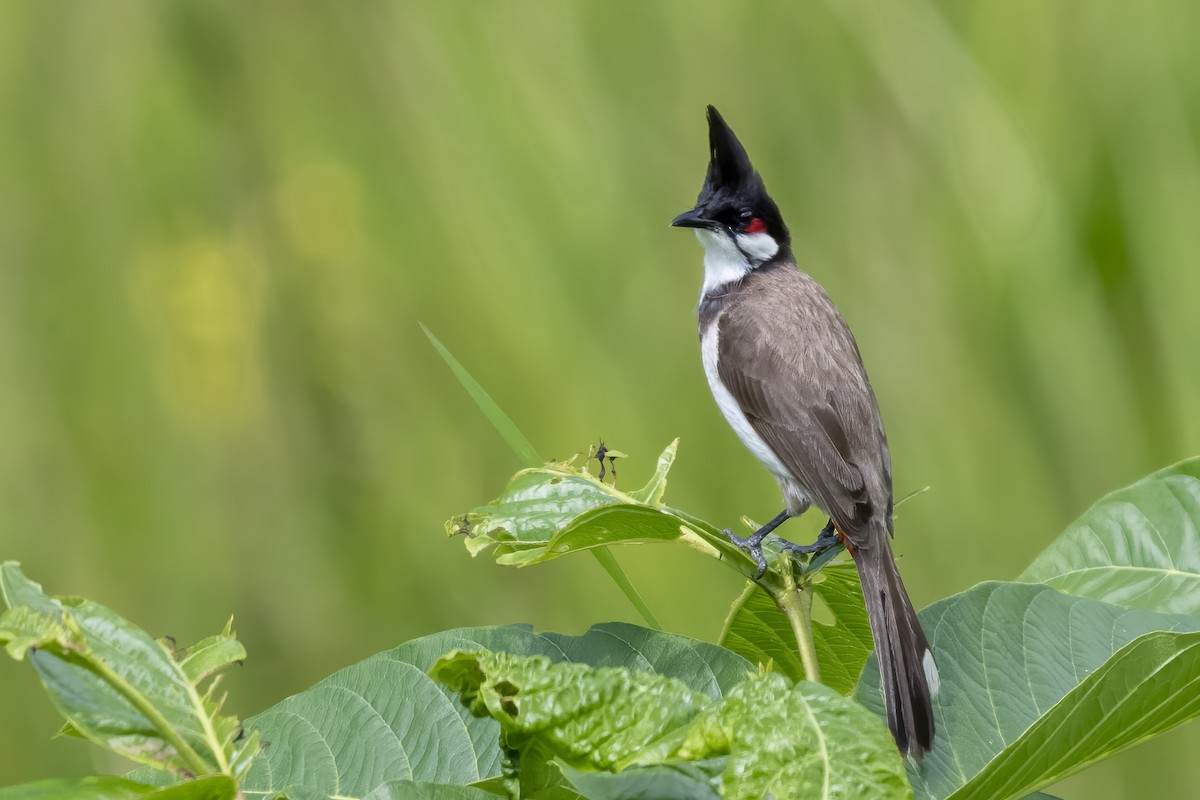 Red-whiskered Bulbul - ML642351643