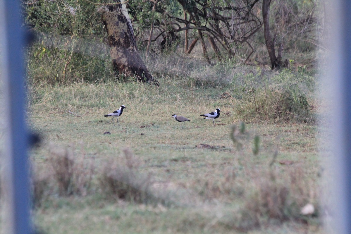 Spur-winged Lapwing - ML642351645