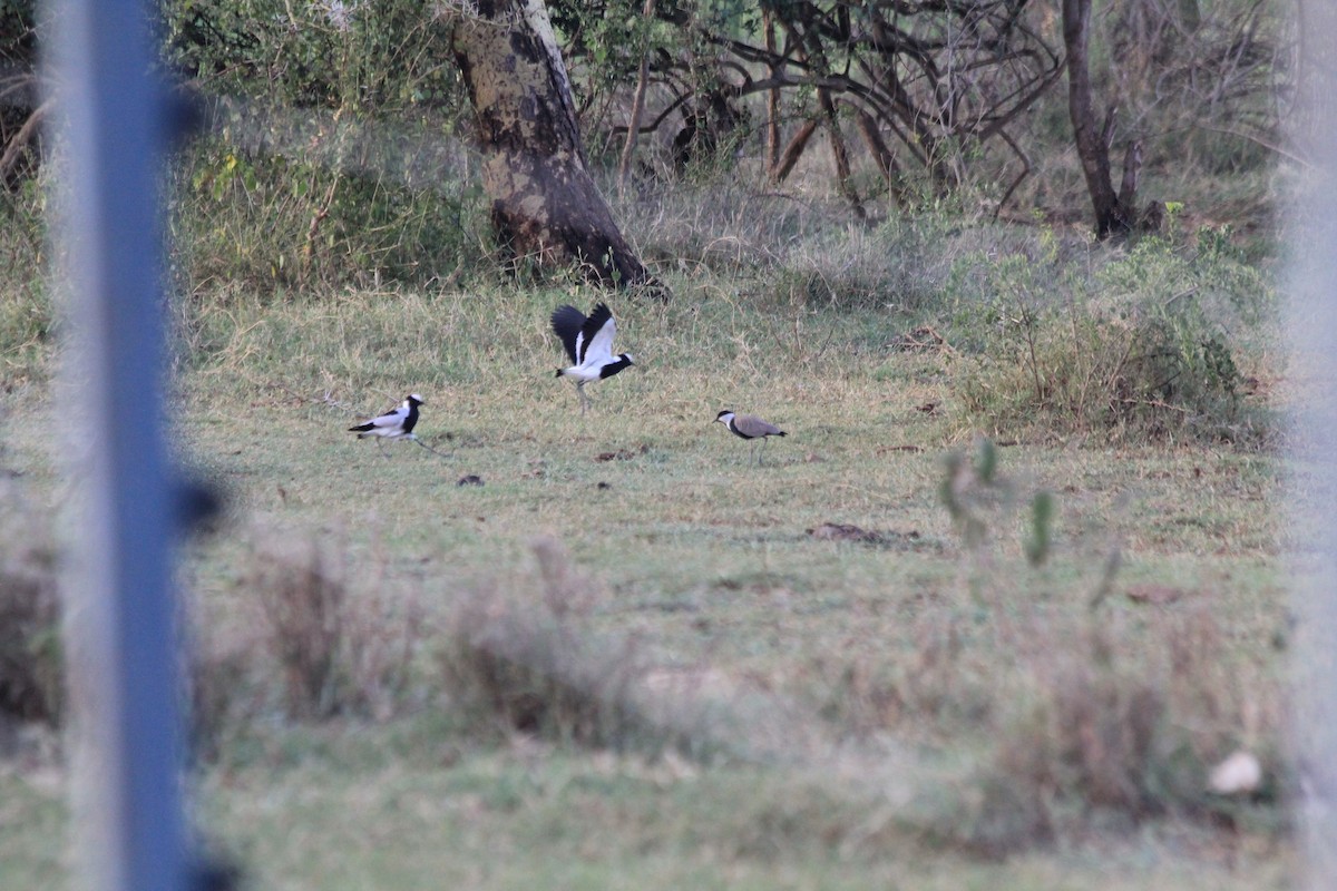 Spur-winged Lapwing - ML642351646