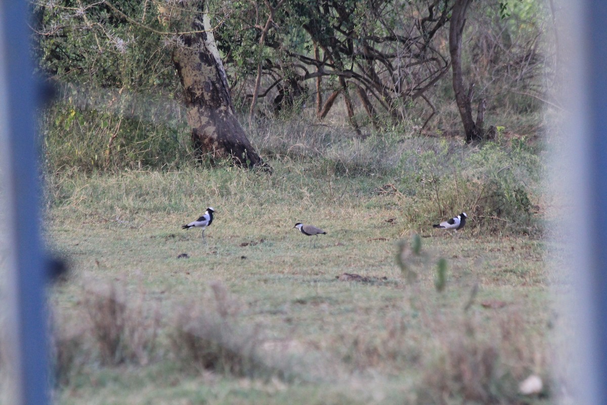 Spur-winged Lapwing - ML642351647