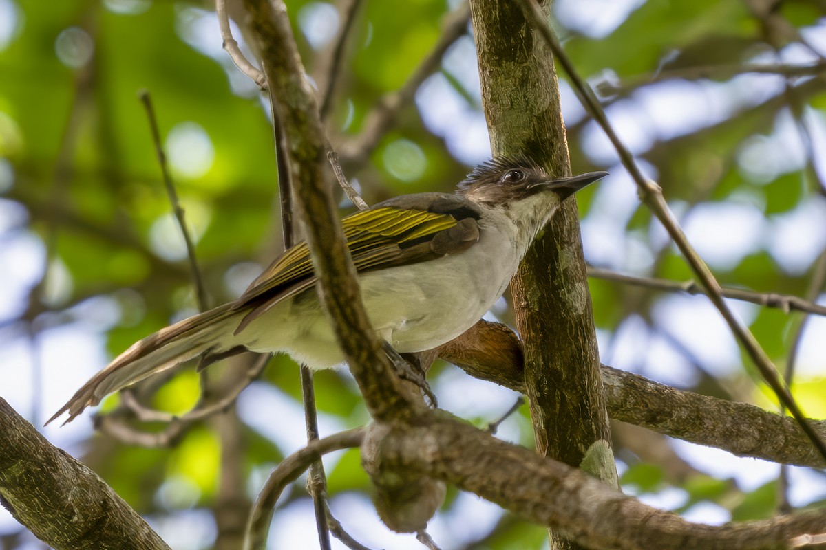 Ashy Bulbul - ML642351648