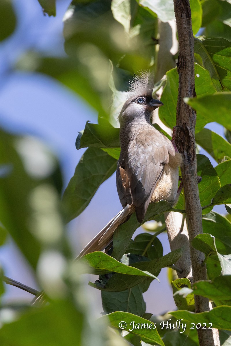 Speckled Mousebird - ML642351652