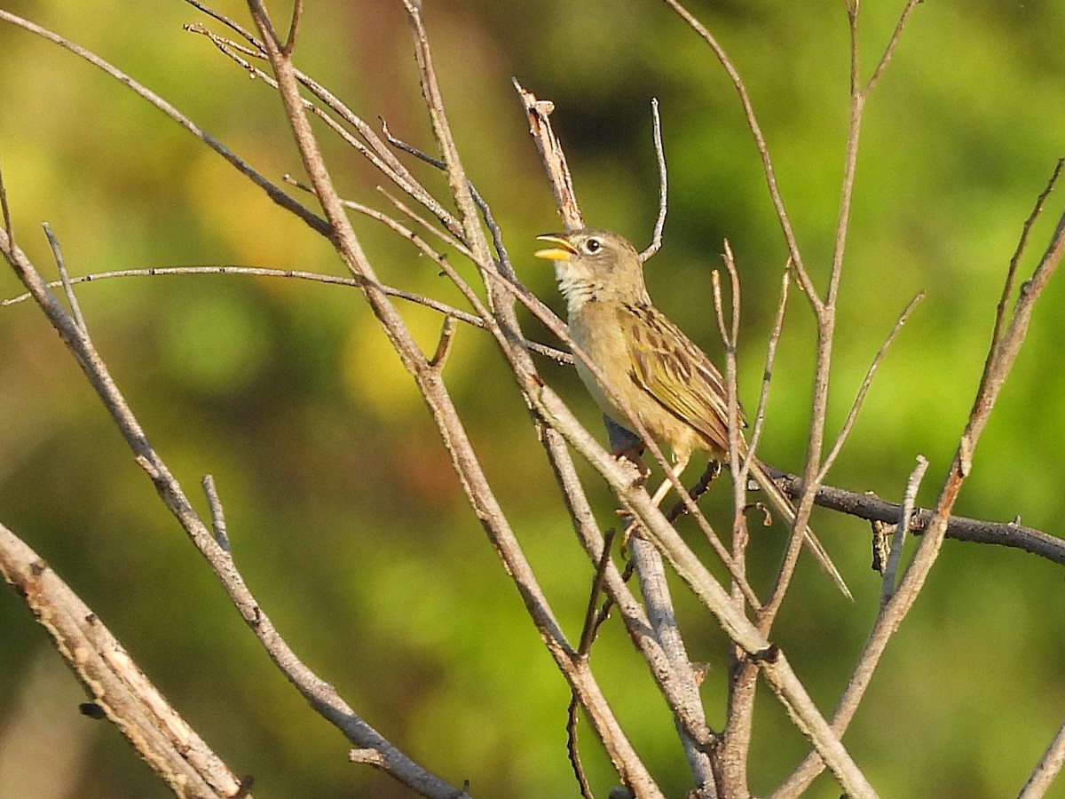 Wedge-tailed Grass-Finch - ML642351653