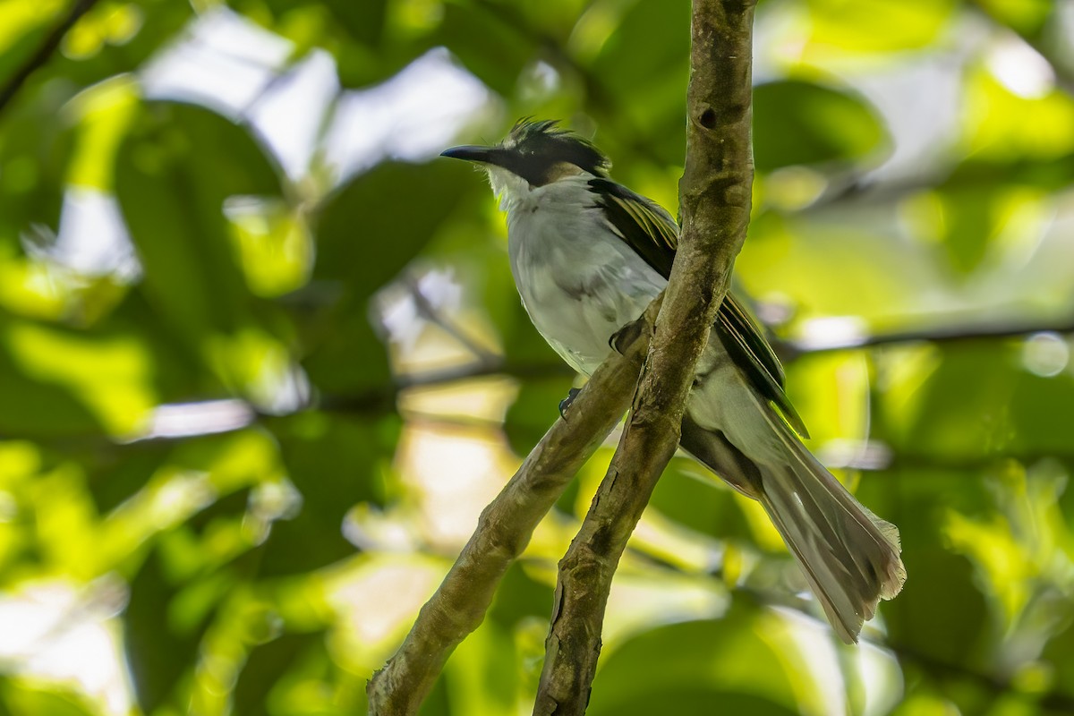 Ashy Bulbul - ML642351655