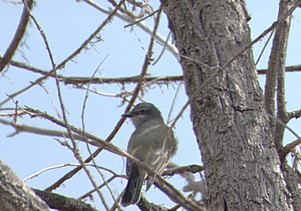 Cassin's Kingbird - ML642351672