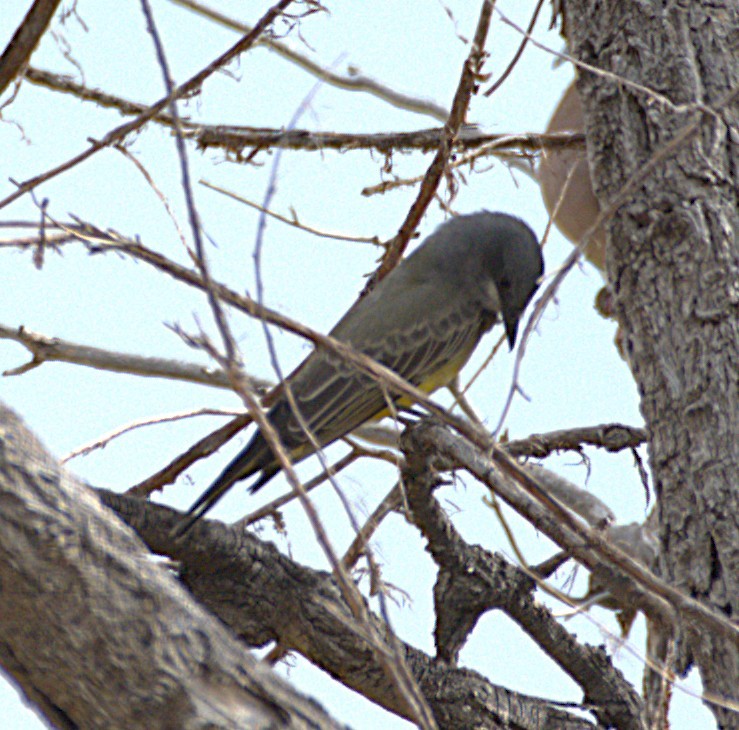 Cassin's Kingbird - ML642351673