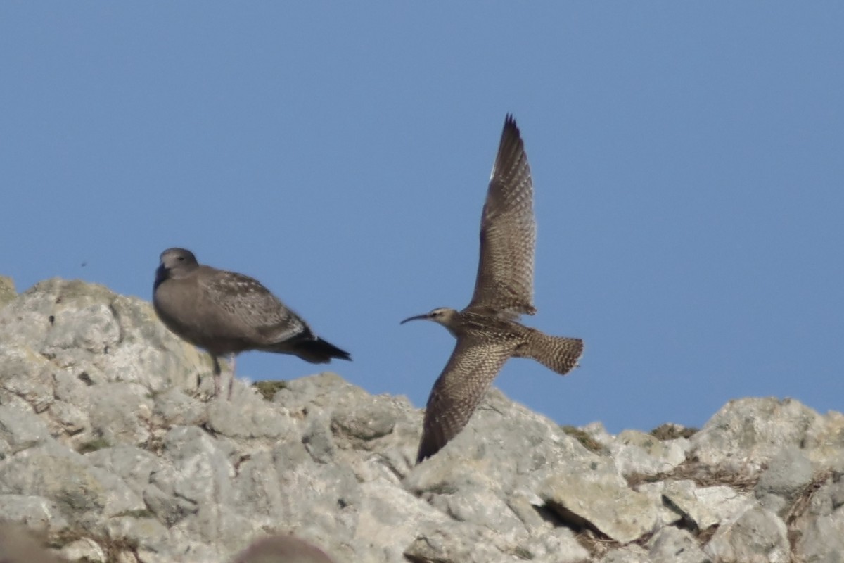 Whimbrel - ML642351709