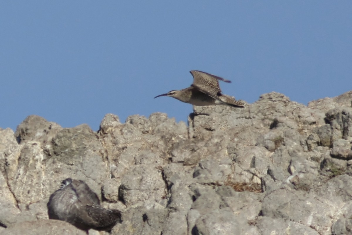 Whimbrel - ML642351711