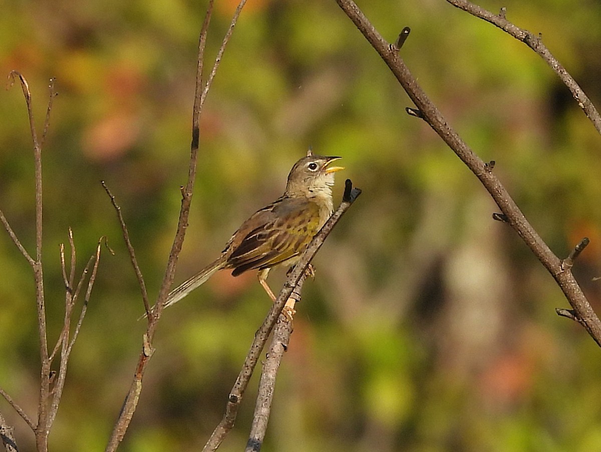 Wedge-tailed Grass-Finch - ML642351714