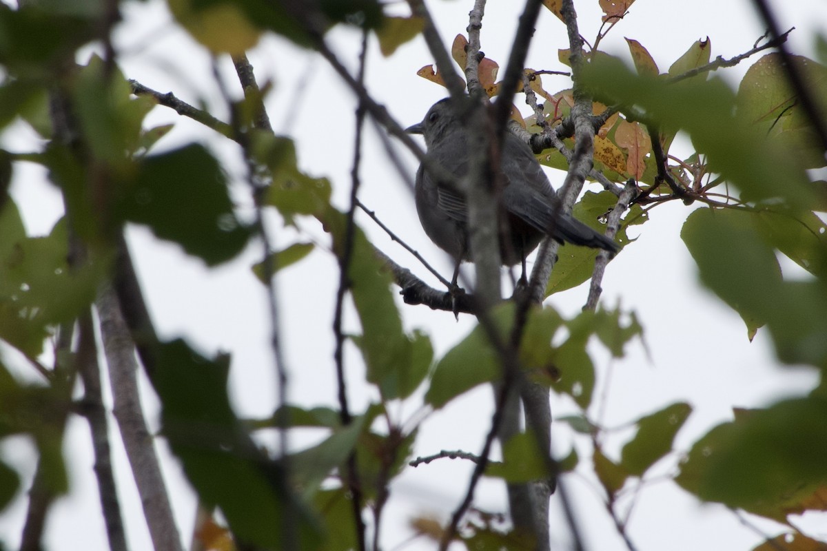 Gray Catbird - ML642351715