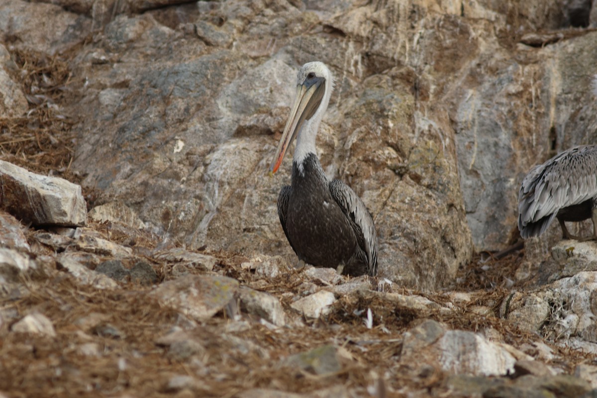 Brown Pelican - ML642351724