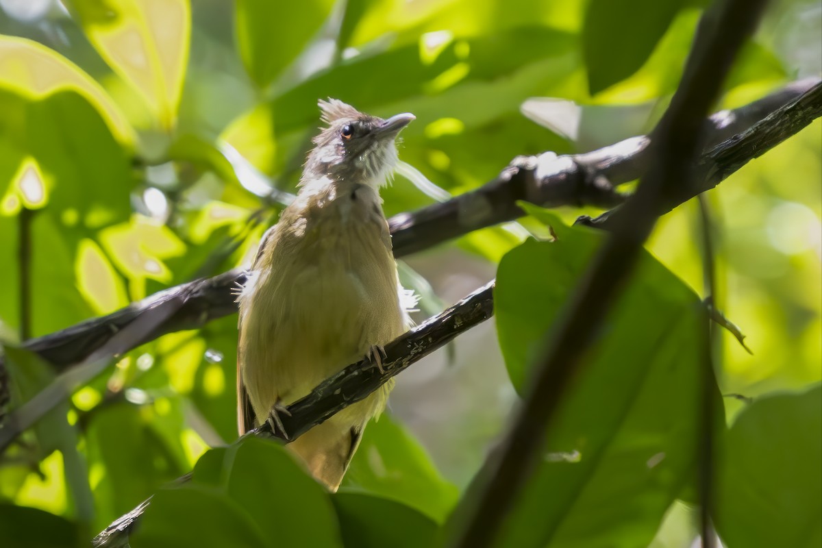 Puff-throated Bulbul - ML642351732