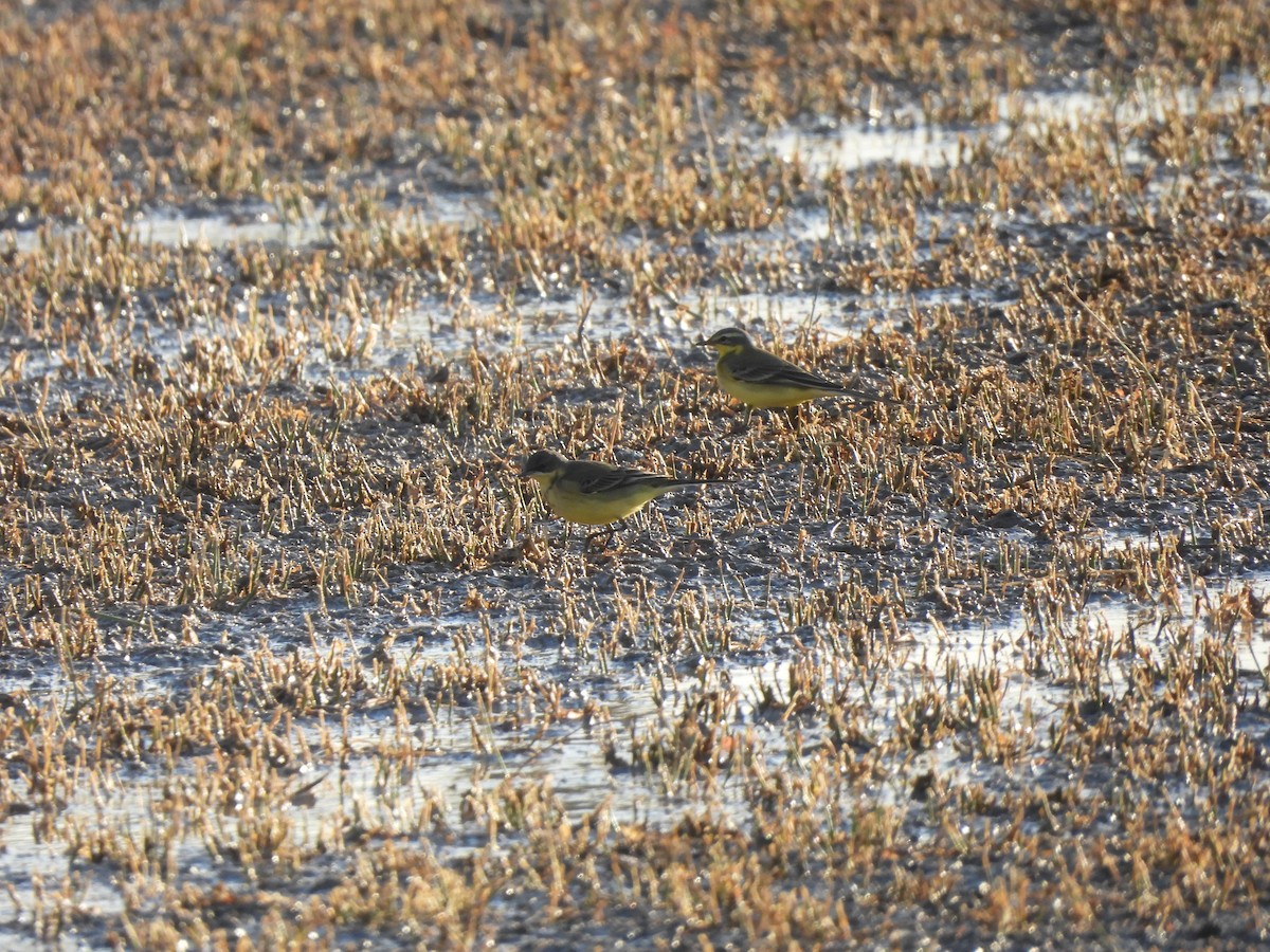 Western Yellow Wagtail (thunbergi) - ML642351733