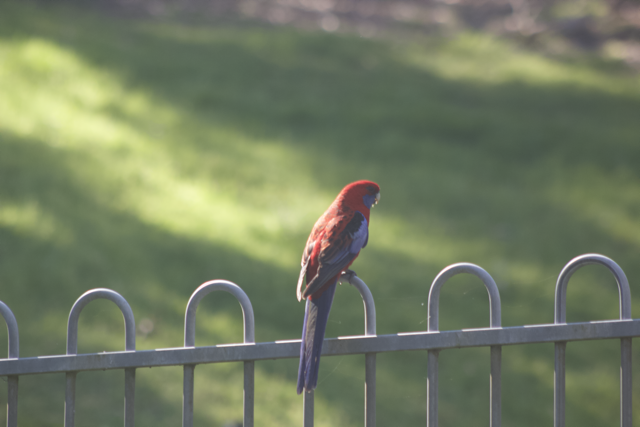 Crimson Rosella - ML642351734