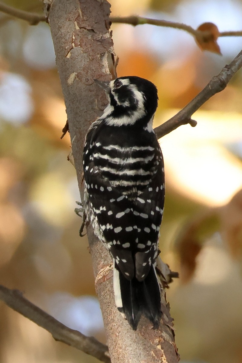 Nuttall's Woodpecker - ML642351744