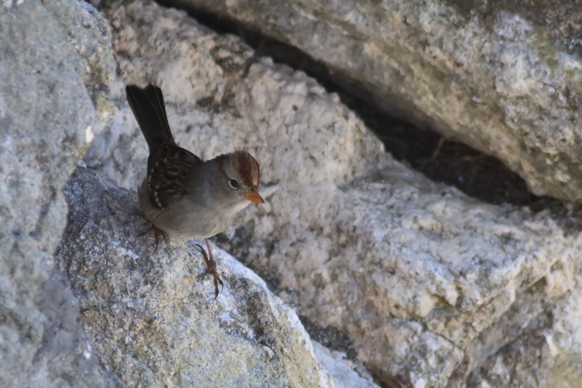 White-crowned Sparrow - ML642351755