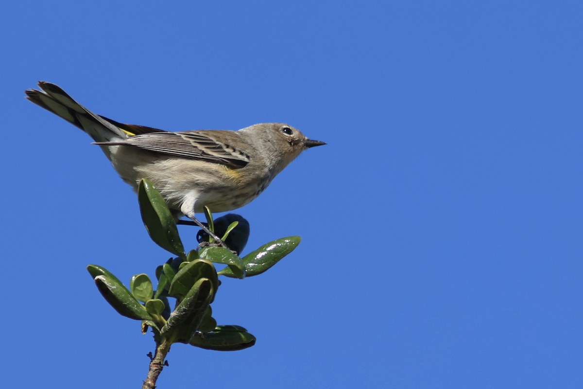 Yellow-rumped Warbler (Audubon's) - ML642351760