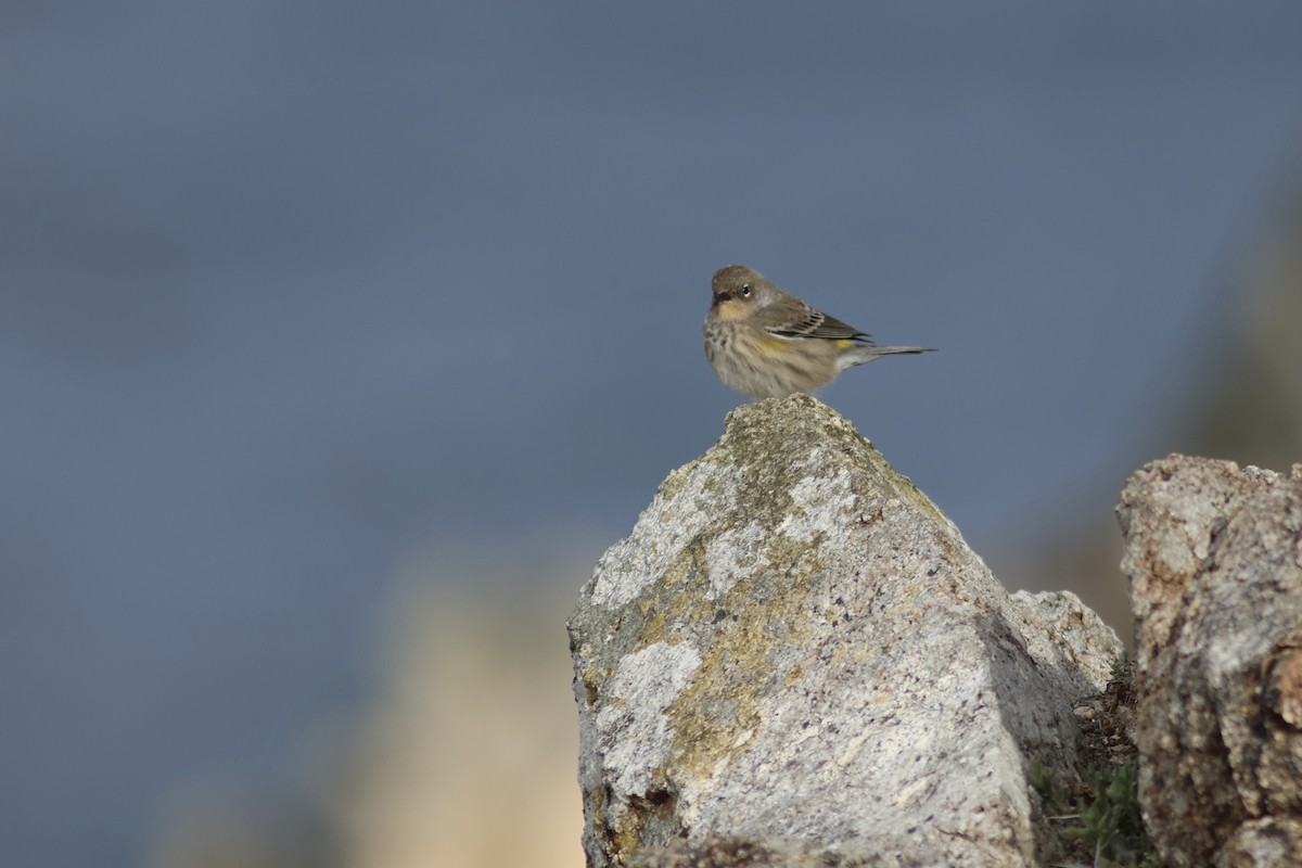 Yellow-rumped Warbler (Audubon's) - ML642351761