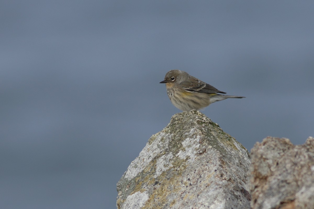 Yellow-rumped Warbler (Audubon's) - ML642351762