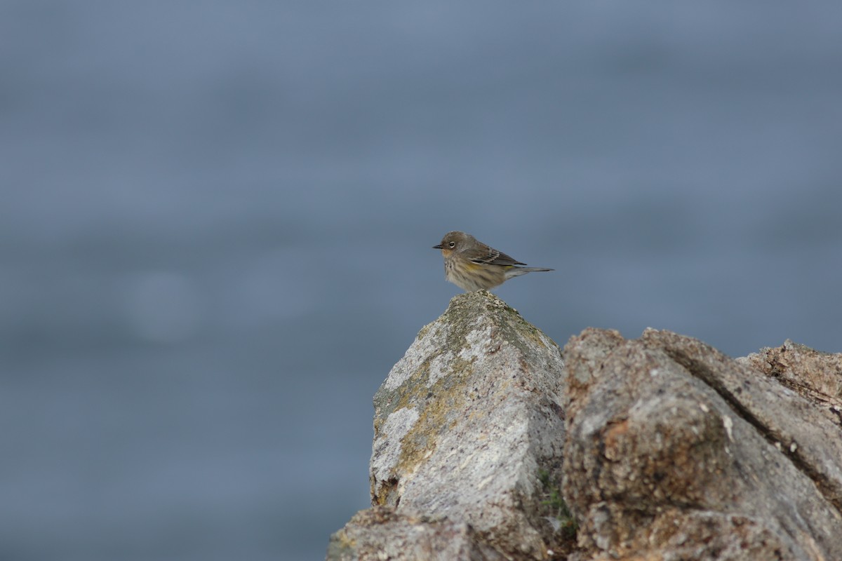Yellow-rumped Warbler (Audubon's) - ML642351763