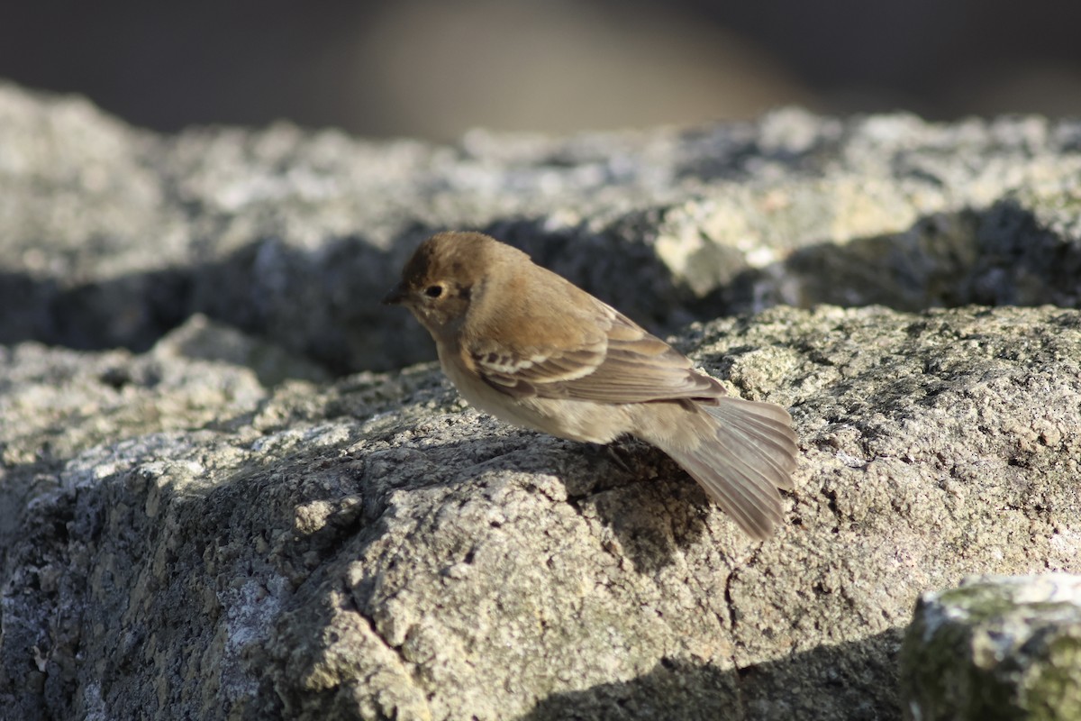 Lazuli Bunting - ML642351774