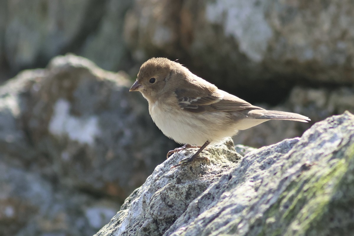 Lazuli Bunting - ML642351775
