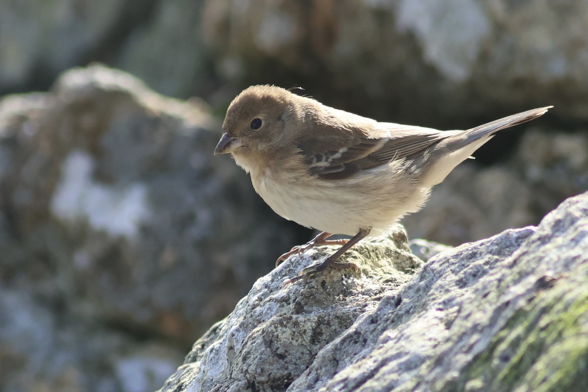 Lazuli Bunting - ML642351776