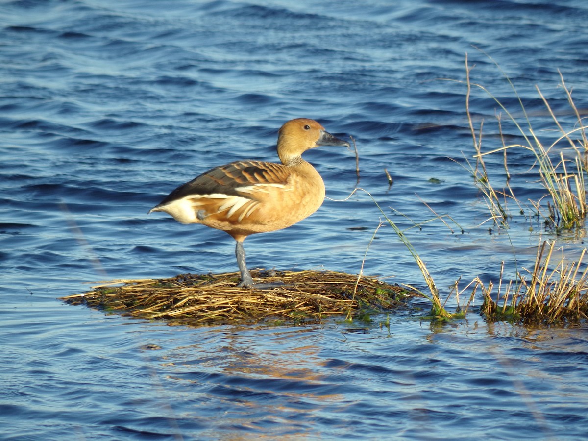 Fulvous Whistling-Duck - ML642351779