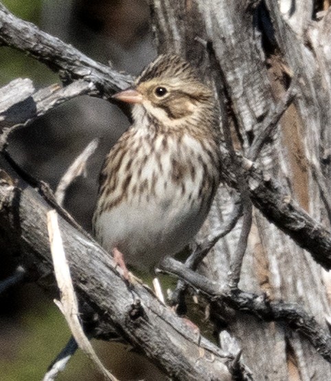 Savannah Sparrow - ML642351780