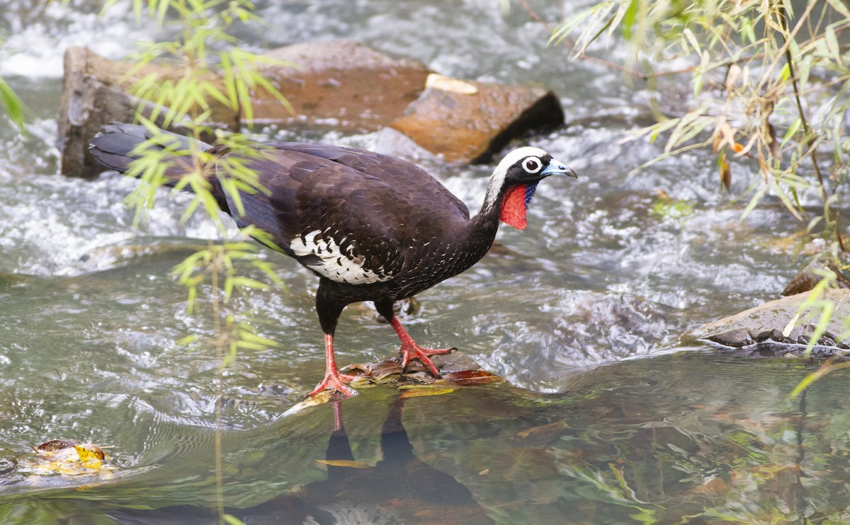 Black-fronted Piping-Guan - ML642351787