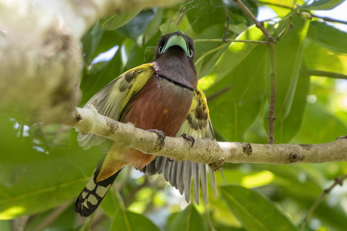 Banded Broadbill - ML642351788