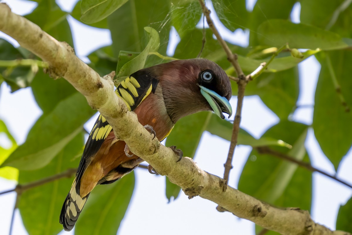 Banded Broadbill - ML642351796