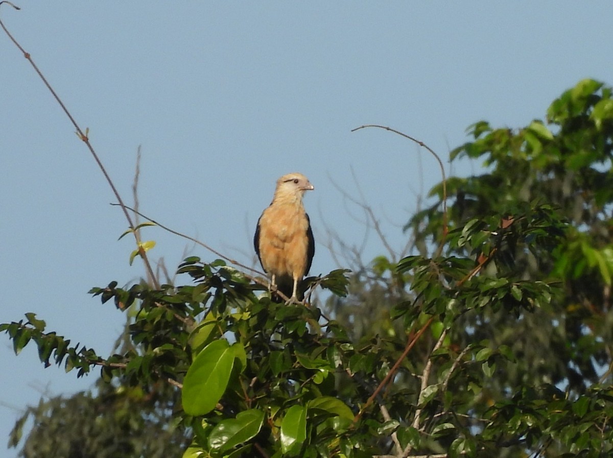 Yellow-headed Caracara - ML642351798