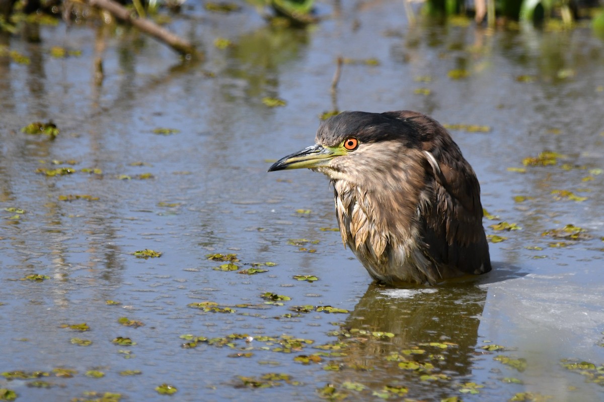 Black-crowned Night Heron - ML642351804