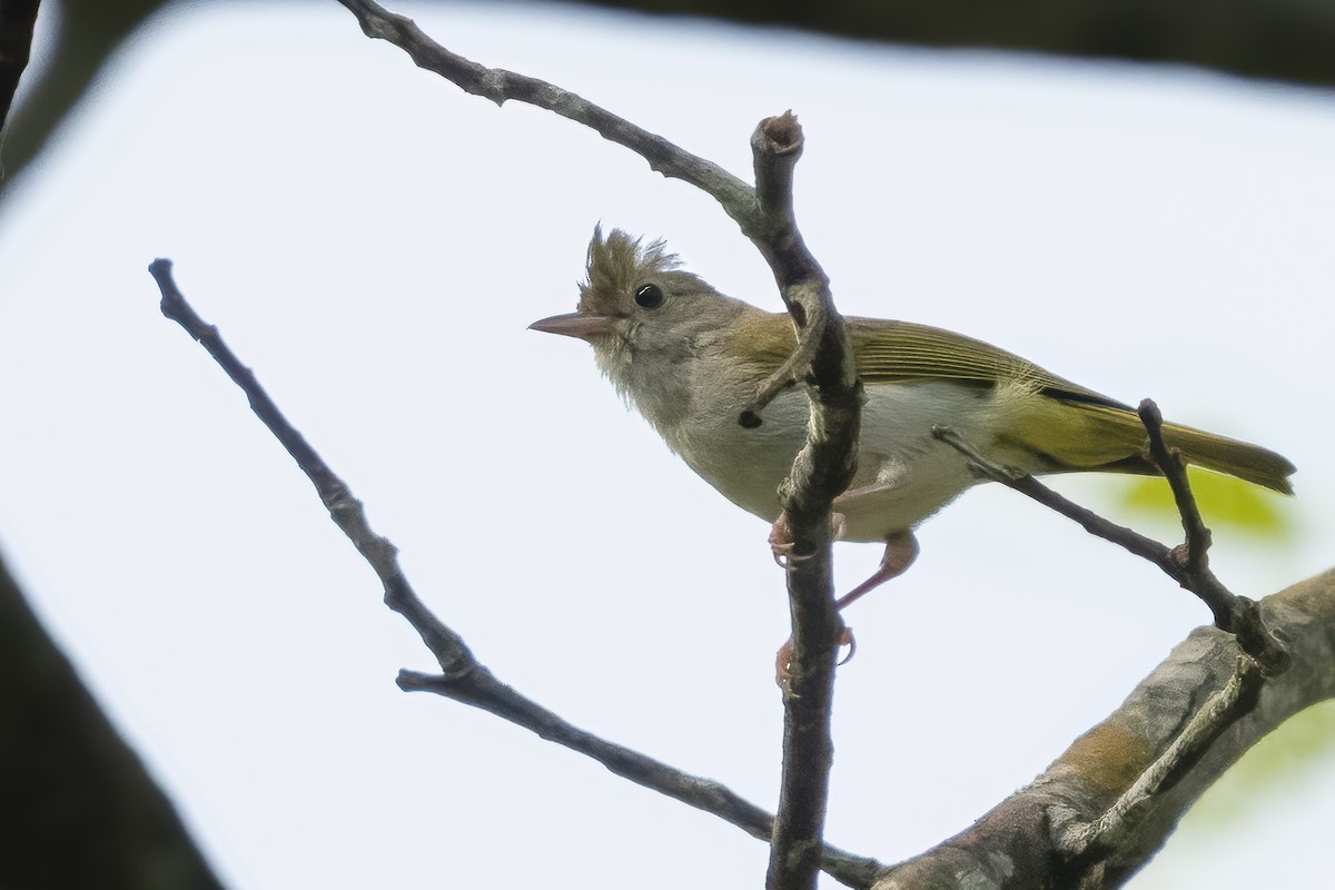 White-bellied Erpornis - ML642351810