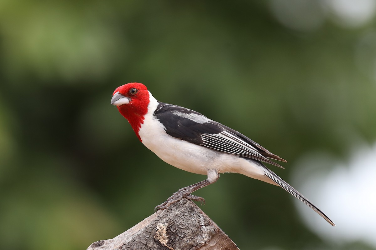 Red-cowled Cardinal - ML642351821