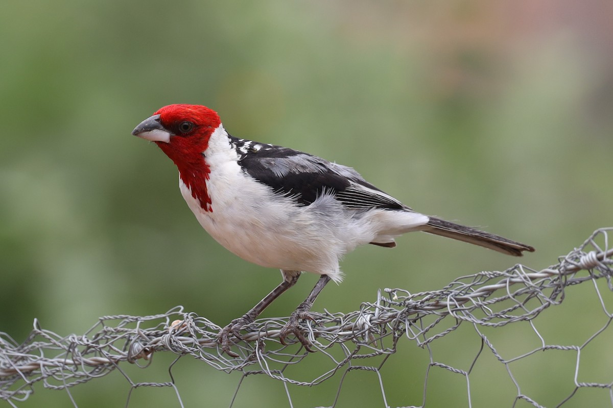 Red-cowled Cardinal - ML642351822