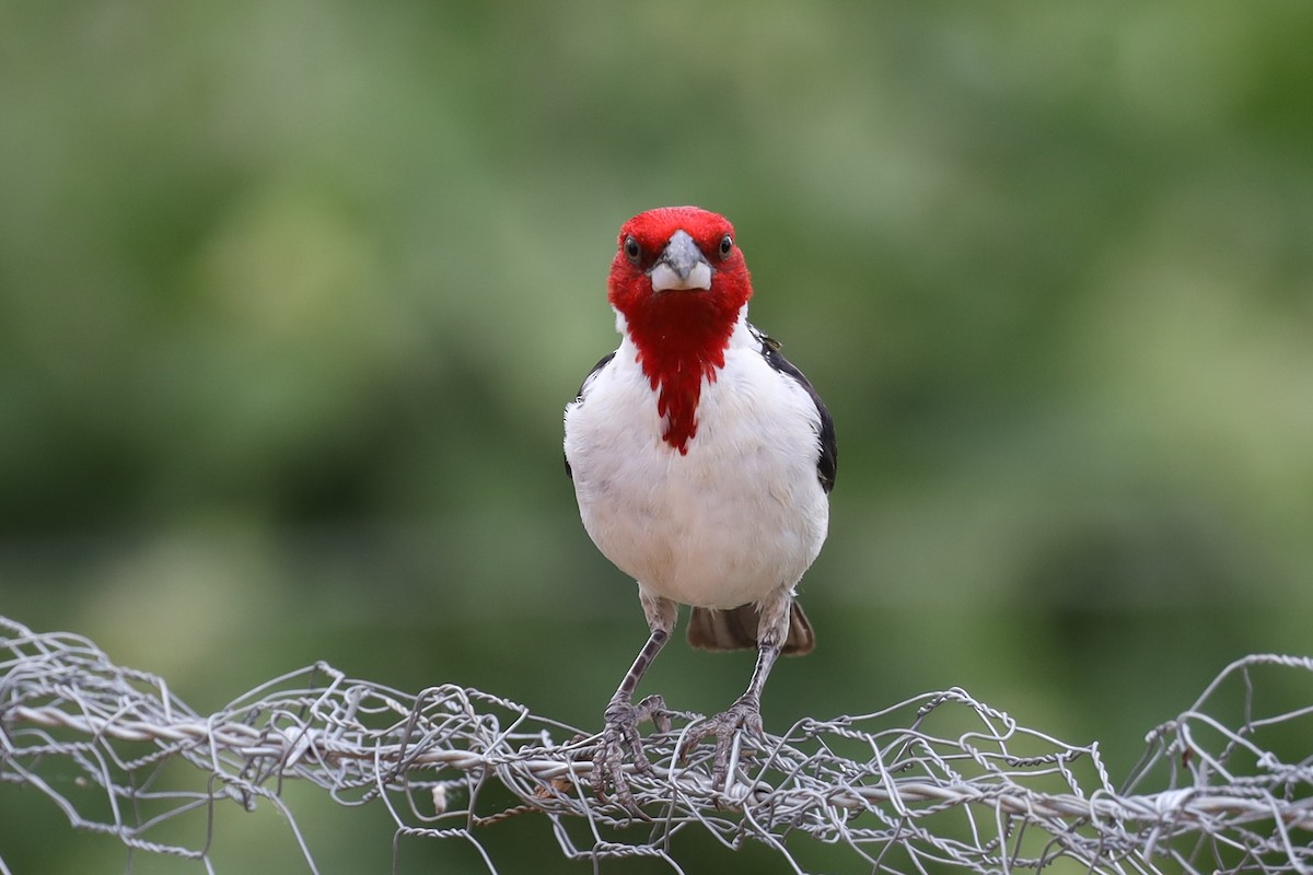 Red-cowled Cardinal - ML642351823