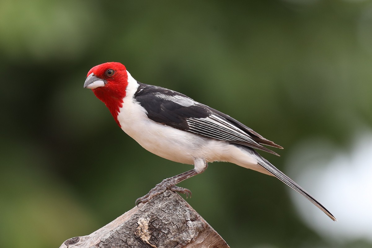Red-cowled Cardinal - ML642351824
