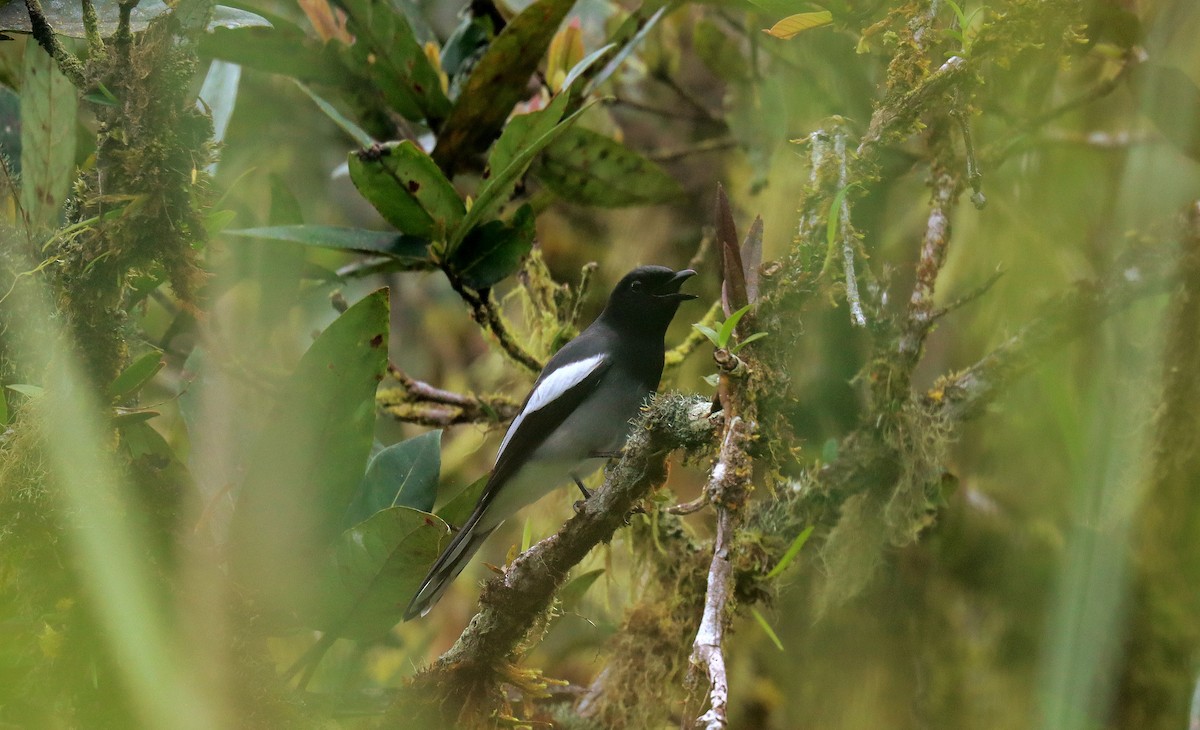 McGregor's Cuckooshrike - ML642351828
