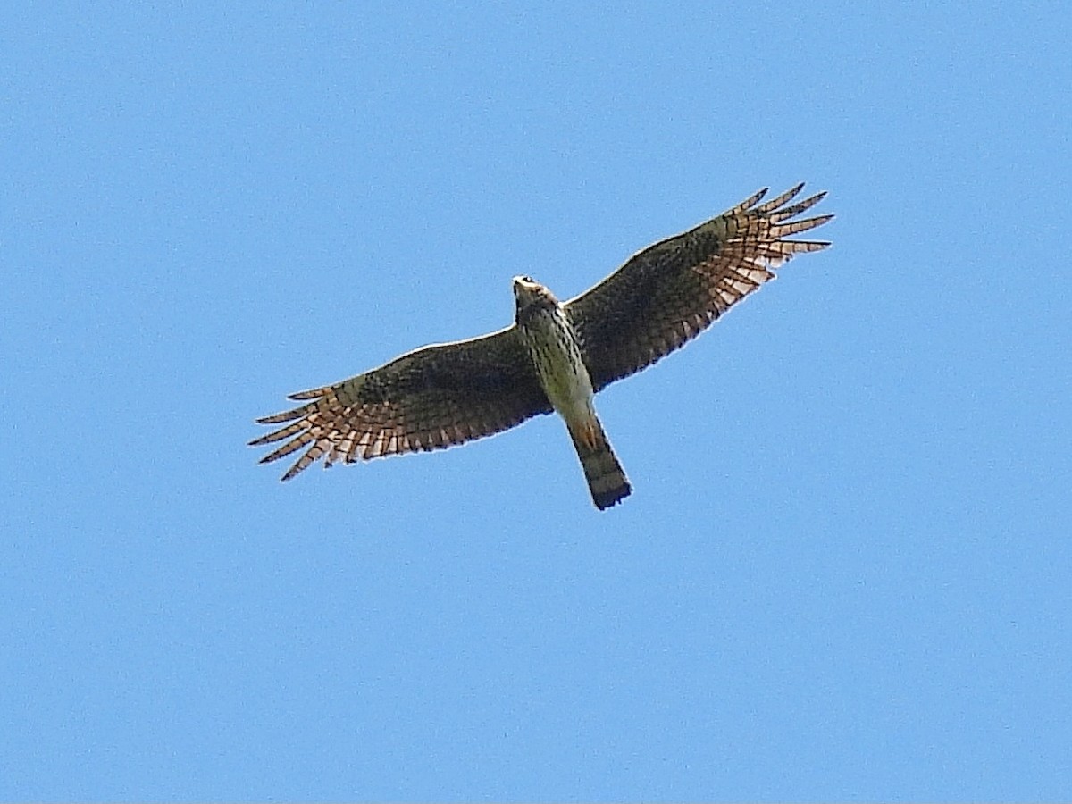 Long-winged Harrier - ML642351834