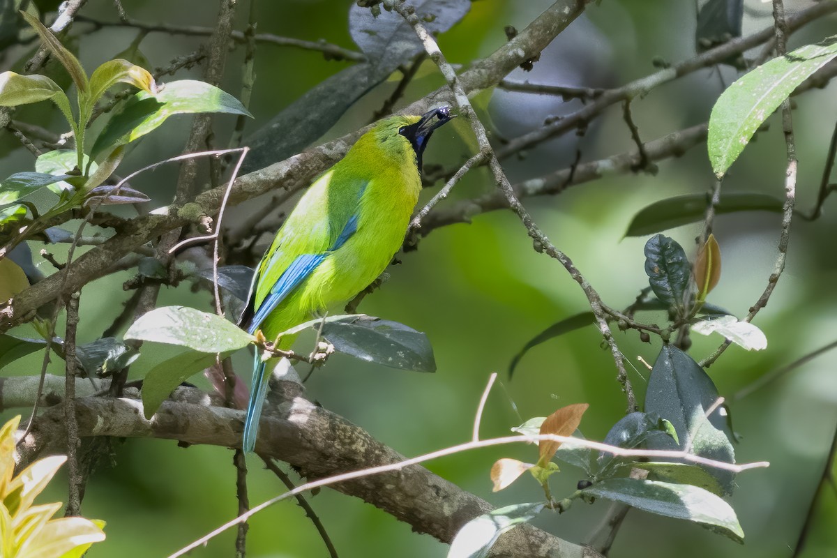Blue-winged Leafbird - ML642351835