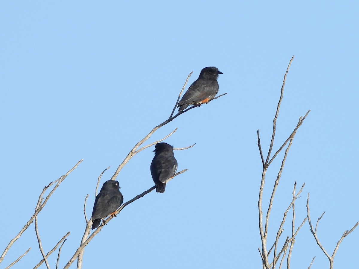 Swallow-winged Puffbird - ML642351844