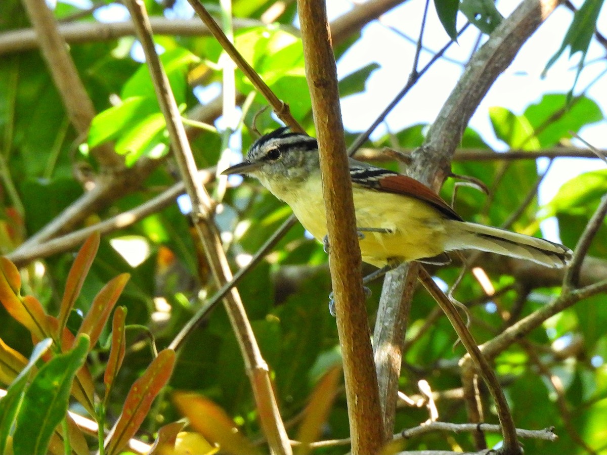 Rufous-margined Antwren - ML642351847