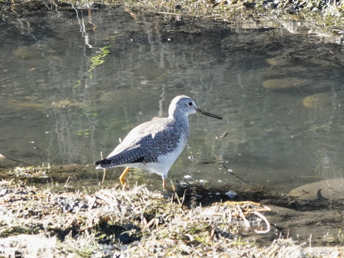 Greater Yellowlegs - ML642351849