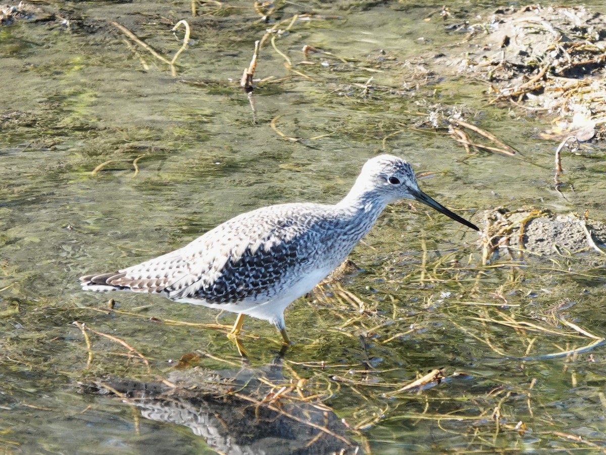 Greater Yellowlegs - ML642351850